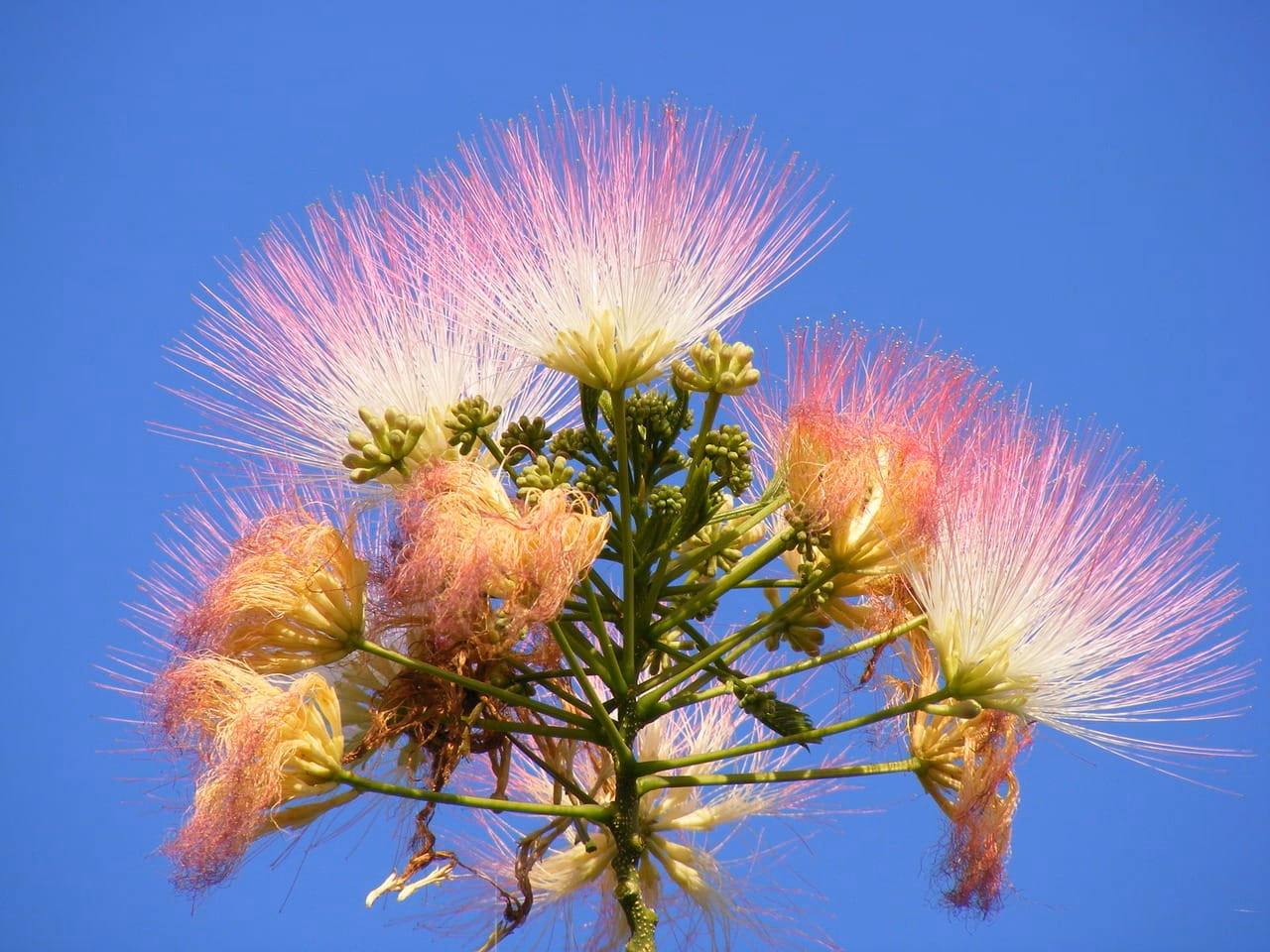 Ile kosztuje albicja jedwabista?