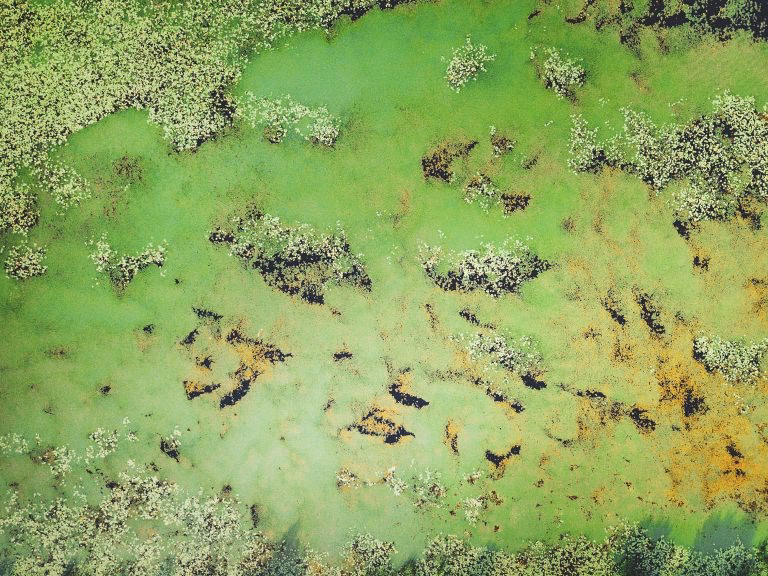 Na co pomagają algi morskie?