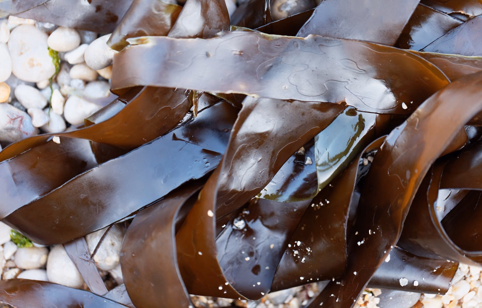 Co to znaczy sodium alginate?