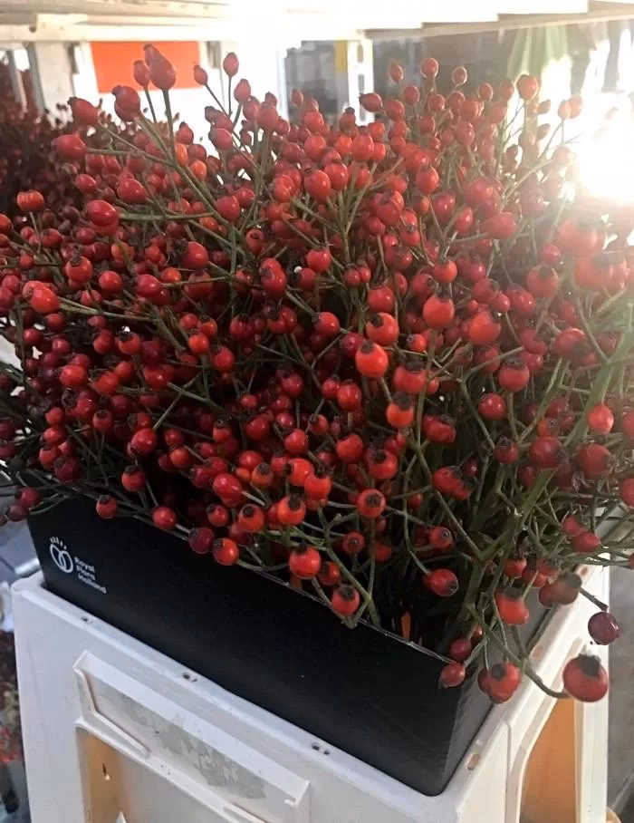 Jakie właściwości ma dzika róża w kosmetyce?