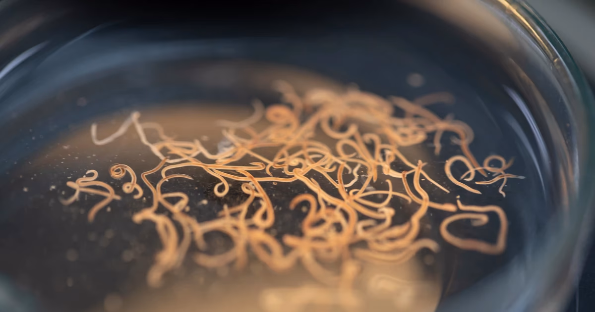 Czego nie lubi glista ludzka?