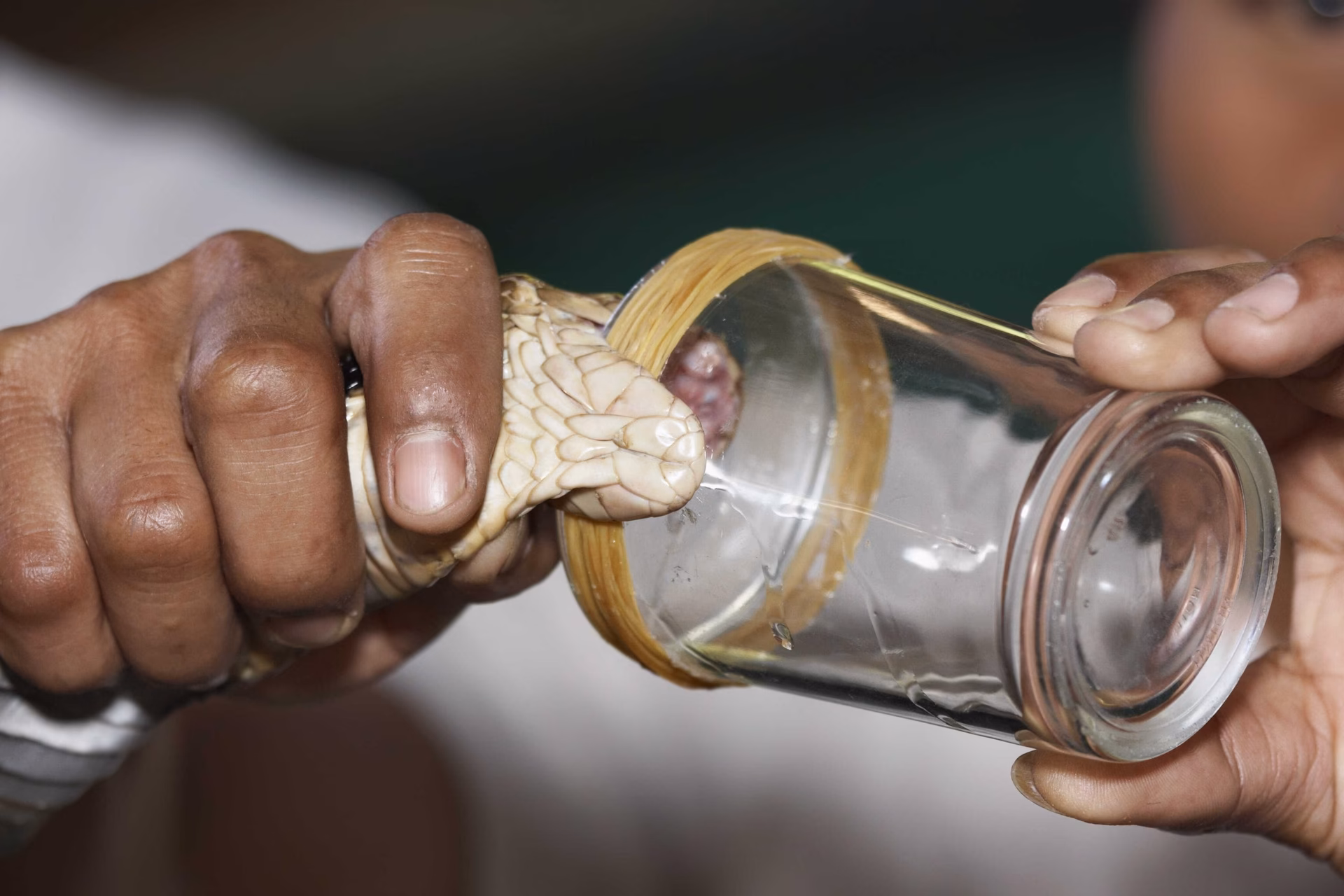 Ile kosztuje antytoksyna na jad żmii?