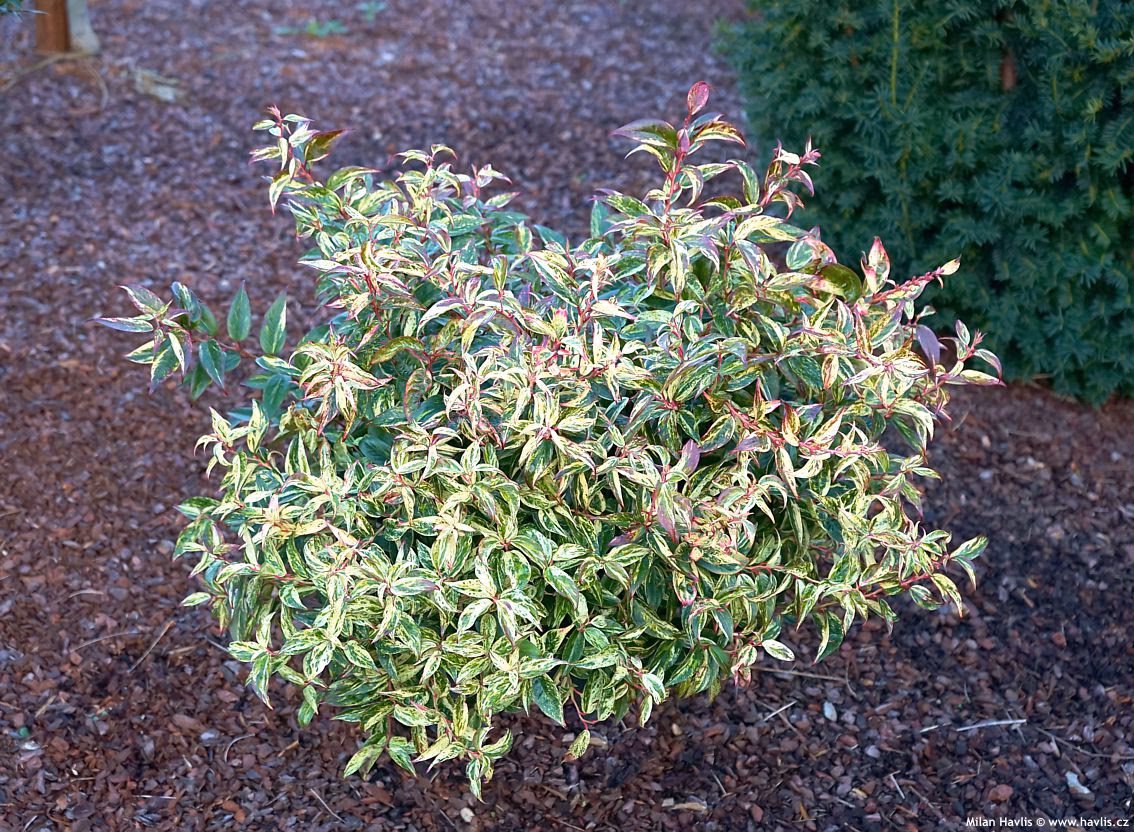 Jak ciąć kiścień?