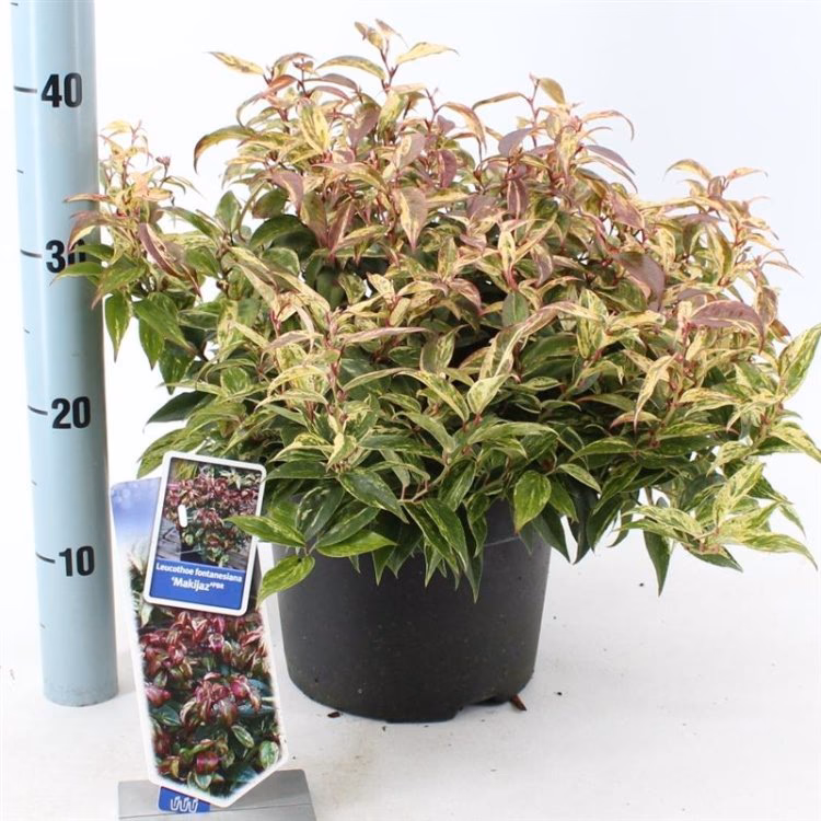 Dlaczego leucothoe nazywa się psim pejczem?