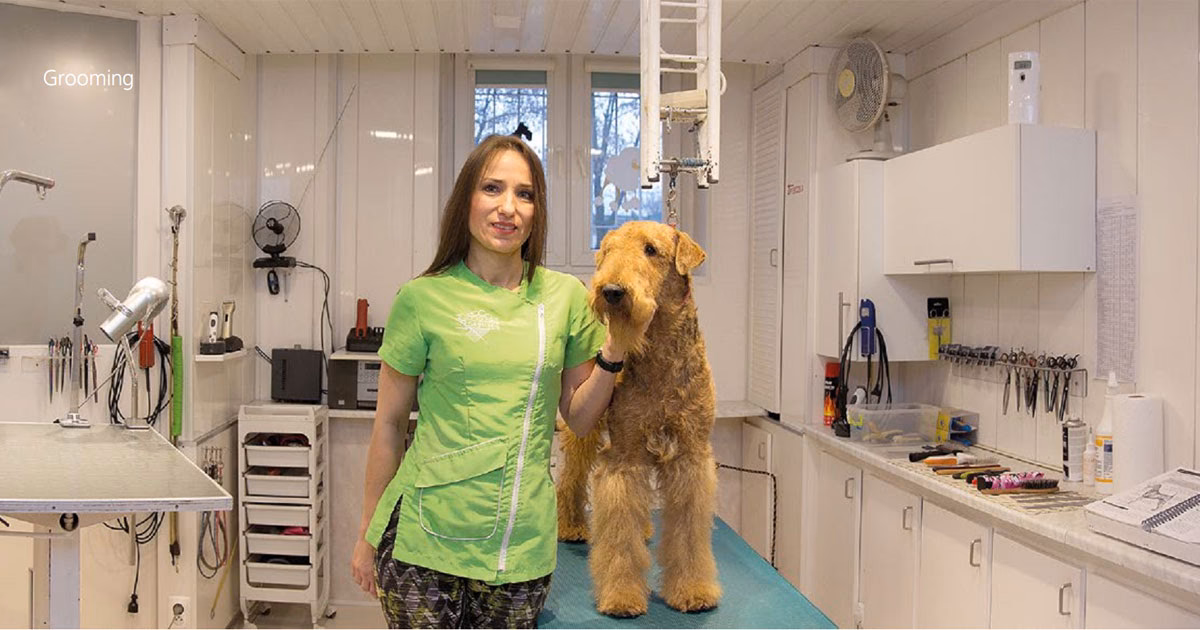 Ile kosztuje obcięcie cocker spaniela?